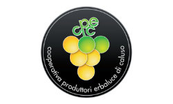 logo Cantina Produttori Erbaluce di Caluso